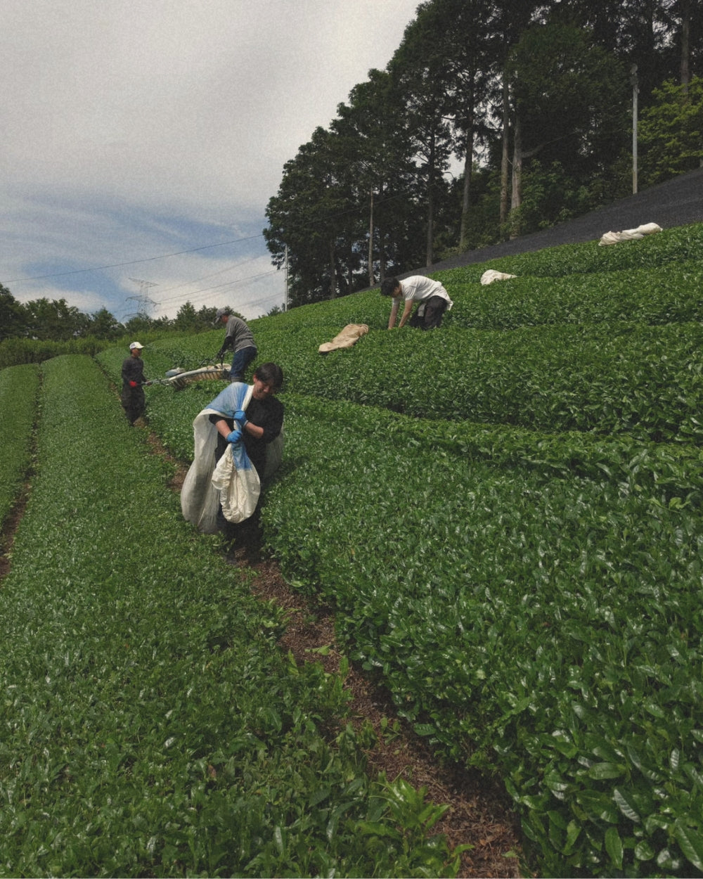 Azuma Tea Farm: Before Matcha Becomes Matcha