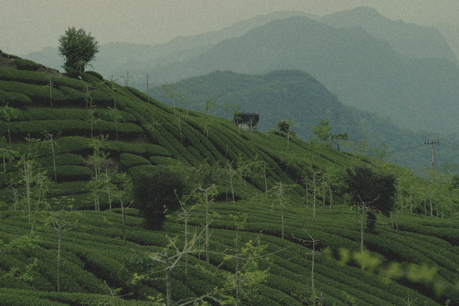 Taiwan — The Island Language of Oolong