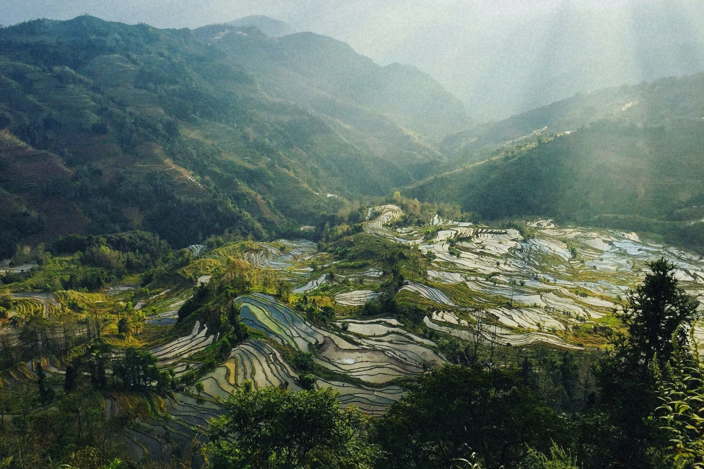 Xiaguan Tea Factory: puerh, horses, roads and time
